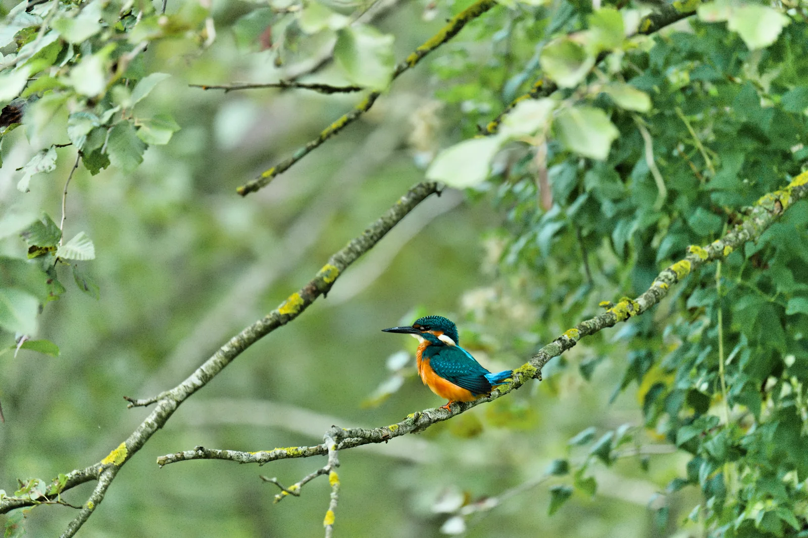 Eisvogel auf einem Ast nach der Bearbeitung: warme, klare Farben